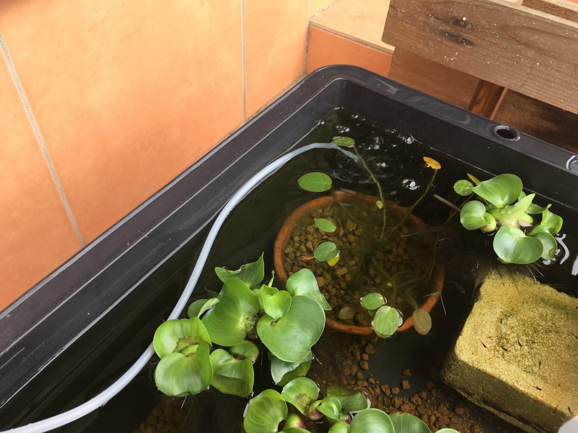 ビオトープ 水槽からコンセントが遠くてエアレーション設置に困った時にして欲しい 安い 安全 簡単 な方法の紹介 えひめオッさんポ ビオトープ 水槽からコンセントが遠くてエアレーション設置に困った時にして欲しい 安い 安全 簡単 な方法の紹介 えひめオッさんポ