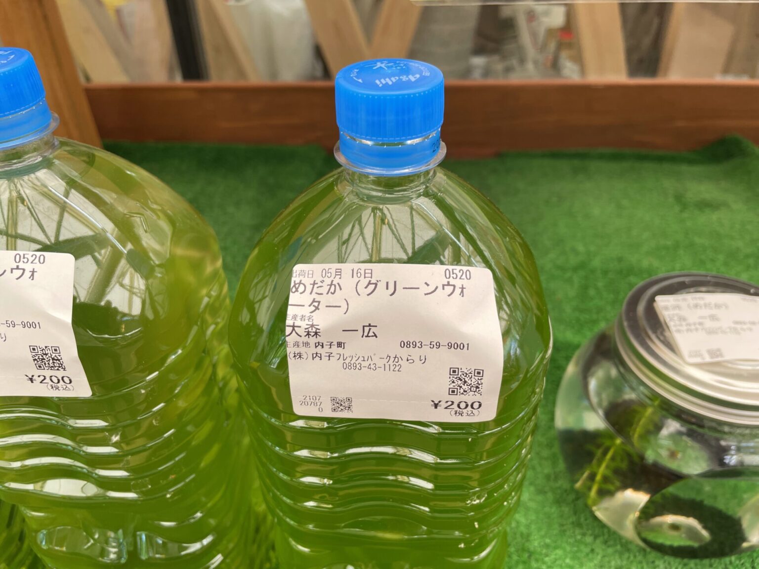 【メダカ ビオトープ】初めてグリーンウォーターで稚魚を育てる事に！今のところ稚魚が死なず、水も濁らないから良いかも！ えひめオッさんポ♪